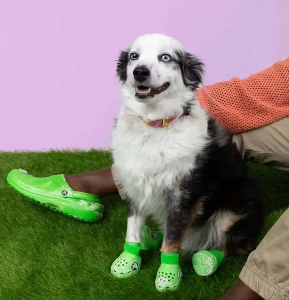 Dogs in Crocs? The Pet Fashion Trend You Didn't Know You Needed