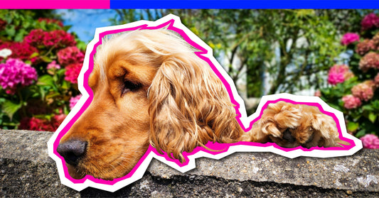 Allergy Season: How to Help Your Dog Feel Their Best (Without Going Full Vet Med Commercial)