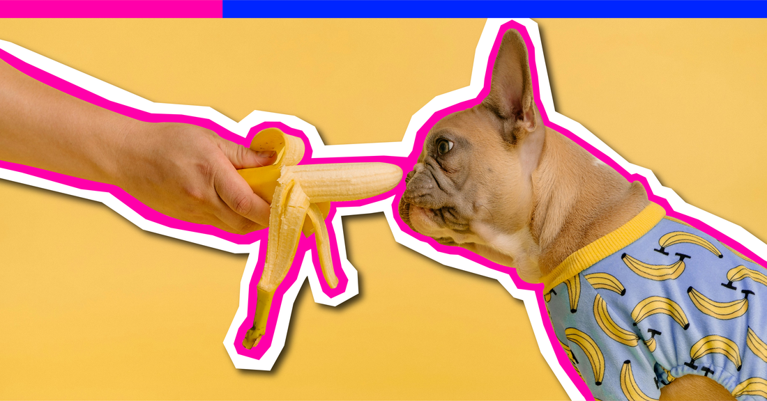 Can Dogs Eat ... Bananas? Everything You Need to Know Before Sharing