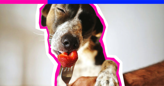 F*CK...the Dog ate all MY STRAWBERRIES