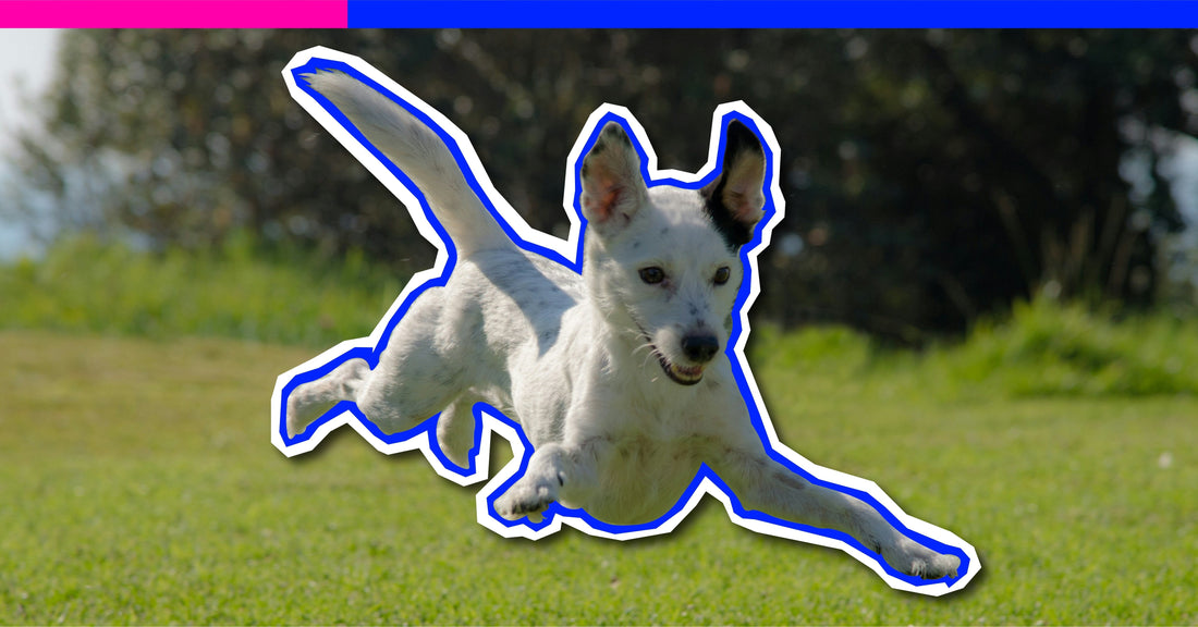 Spring into Wellness: Preparing Your Dog for Warmer Weather