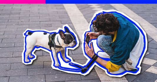 The Rise of the "Dogfluencer": Should Your Pup Be on Social Media?