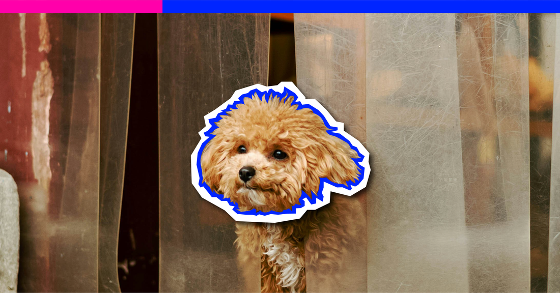 Uber Eats x Petco? Your Dog’s Treats Just Got a Ride.