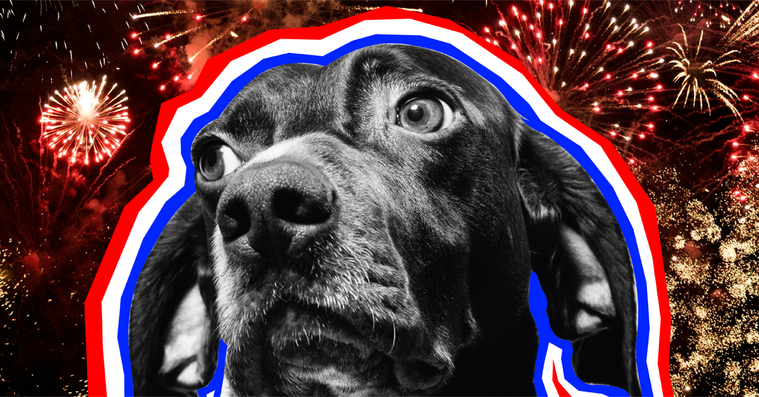 Your Dog Hates the 4th of July
