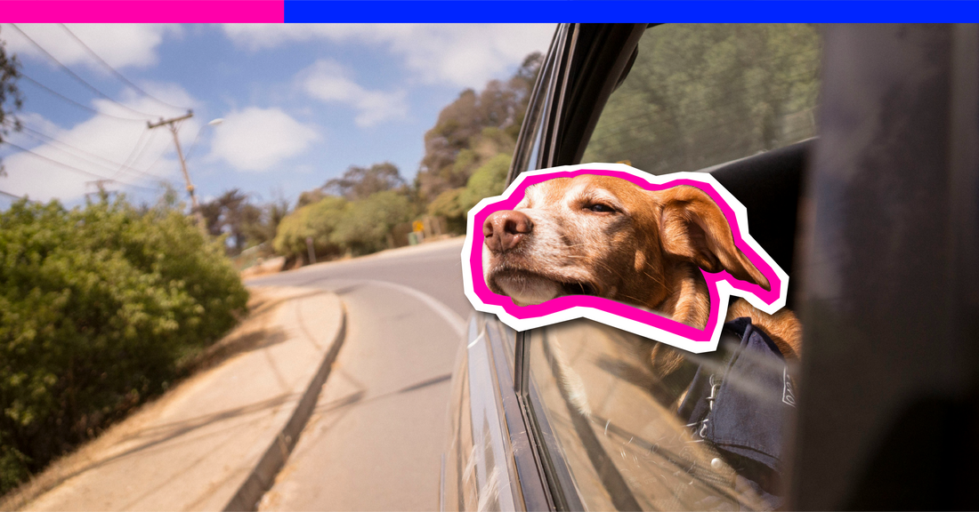 Hitting the Road with Your Pup This Summer? Start Here.
