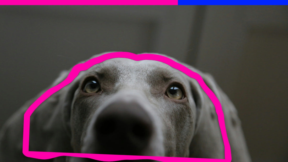 “But Will It Get My Dog High?” — 5 Myths About CBD for Pets That Need to Go