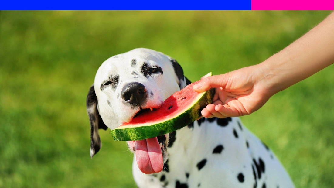 Can Dogs Eat Watermelon? Here's the Scoop (and the Seeds You Should Skip)