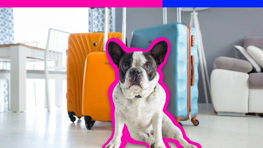 Flying with a Dog: Everything You Need to Know Before Your Trip