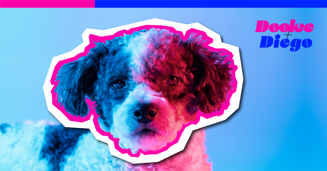 Get Zen: The Playlist for Dogs Who Know How to Vibe