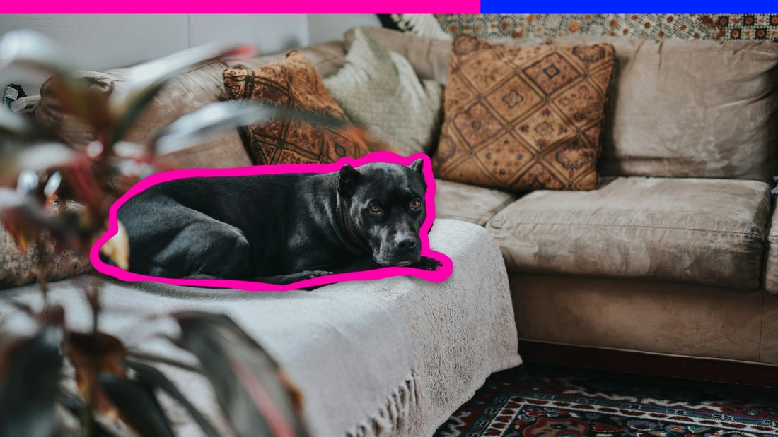 Home Alone, Not Unsafe: 5 Essential Tips to Keep Your Dog Safe While You’re Out