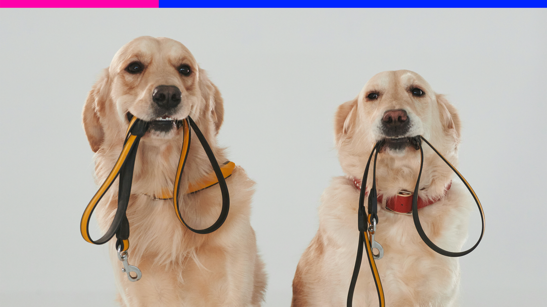 How to Keep Your Dog Safe From Theft: Essential Tips for Every Pet Parent