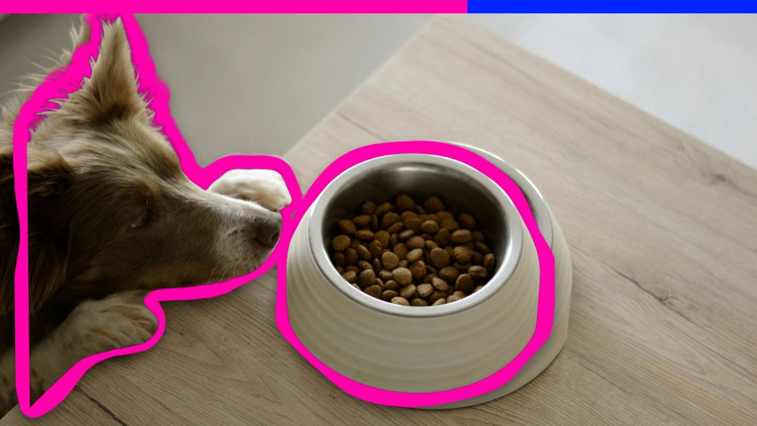 Fresh AF: How to Properly Store Your Dog’s Dry Food (and Avoid Nasty Surprises)