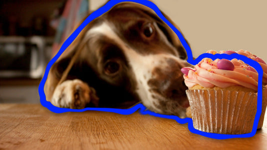 Is Xylitol Bad for Dogs? How to Spot Poisoning Before It’s Too Late