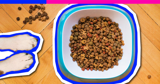 Kibble Every Day? Why That's Basically Fast Food for Dogs