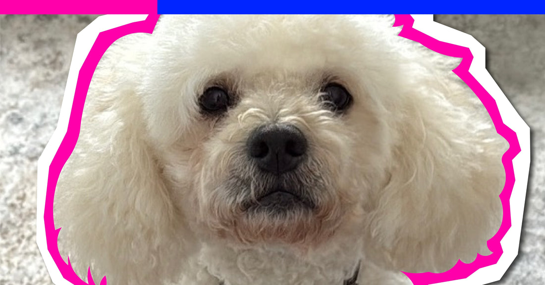 Moms of Dogs: Lauren and Jeter