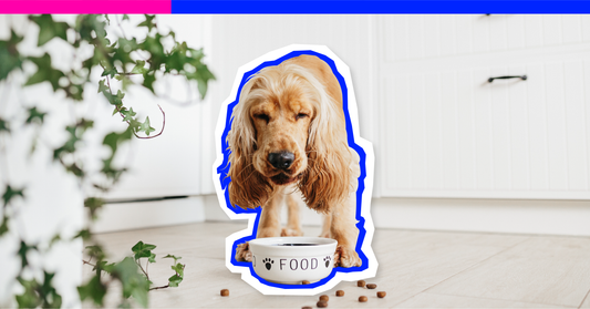 Love Their Gut: The Importance of Digestive Health for Dogs