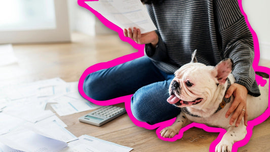 Questions to Ask When Considering Pet Insurance