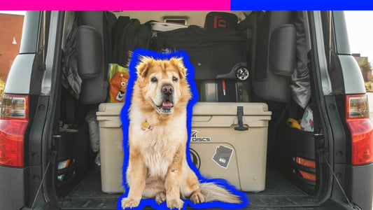 Safety When Traveling in a Car with Your Dog: The Road-Trip Rules Every Pet Parent Needs