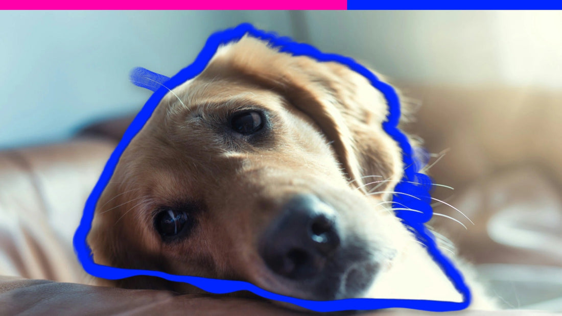 Signs Your Dog Is in Pain (And What You Can Do About It)