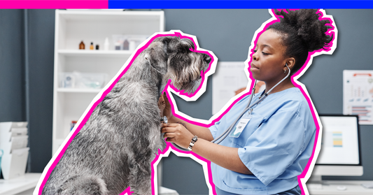 Heart Health for Dogs: How to Keep Your Dog's Heart Strong