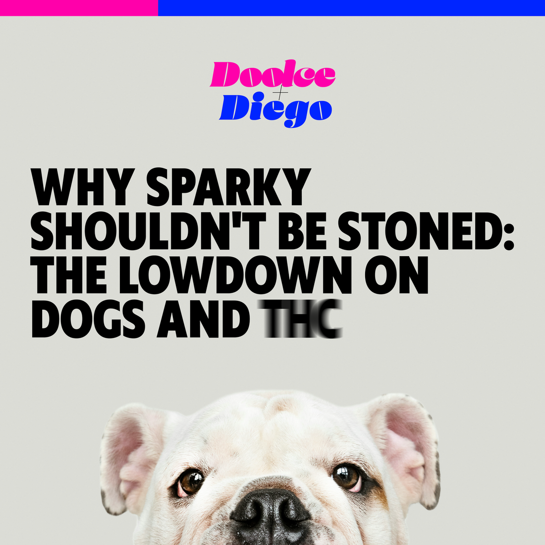 Why Sparky Shouldn’t Be Stoned: The Lowdown on Dogs and THC