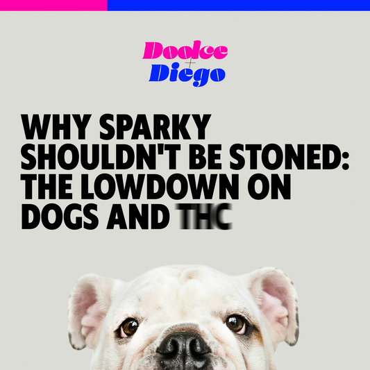 Why Sparky Shouldn’t Be Stoned: The Lowdown on Dogs and THC