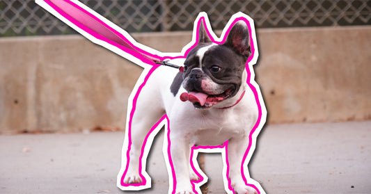 New Product Drop: Doolce + Diego Launches Functional Dog Toppers for Skin, Gut & Joint Health