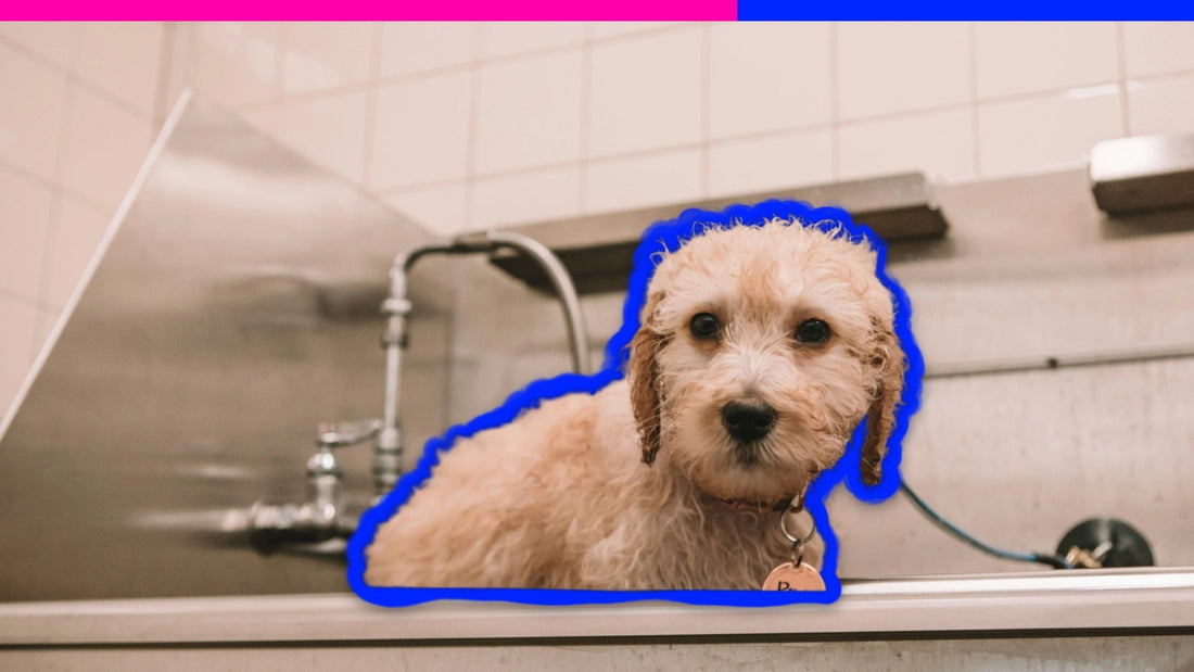 Splish, Splash, Sass: How to Crush Your Trip to the Public Dog Wash