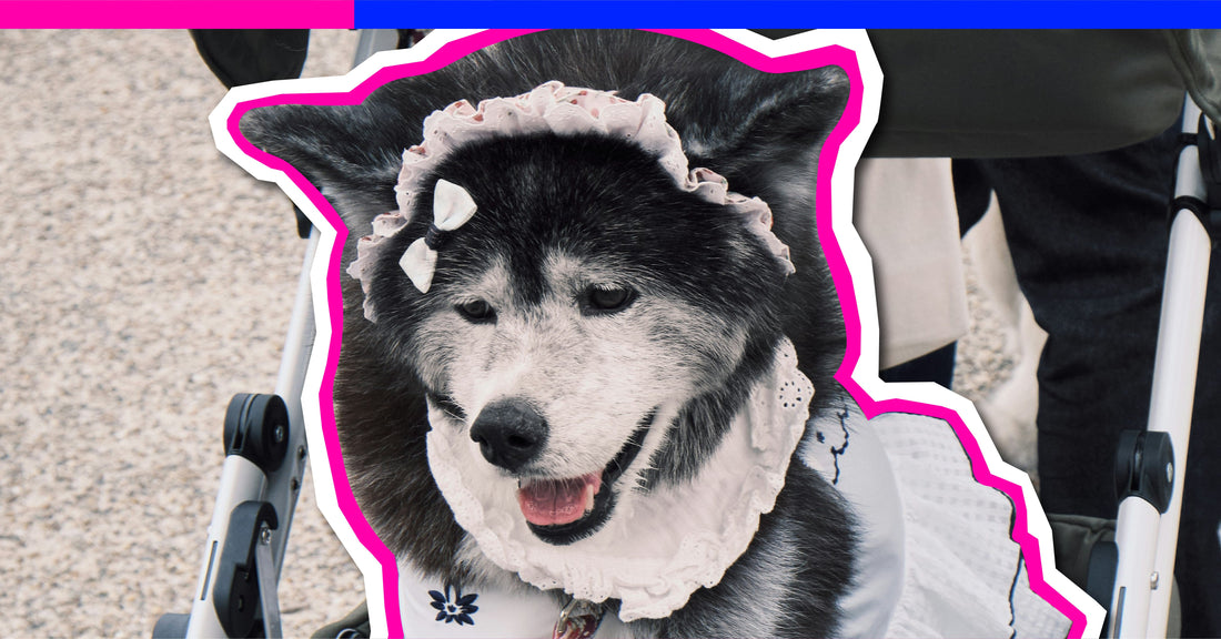 Stop Babying Your Dog: Why Coddling Is Hurting Their Wellness