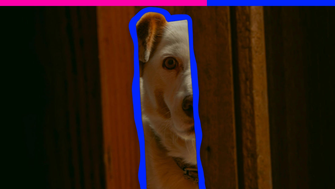 Thunder Buddies Forever: How to Calm a Dog Who’s Scared of Storms