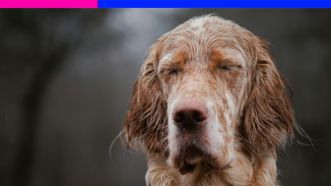Sniffles, Scratches, and Sneezes? Signs Your Dog Might Have Seasonal Allergies