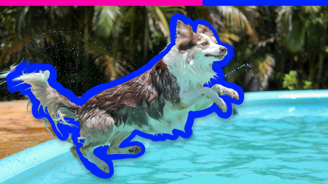 Outdoor Water Safety for Dogs at Pools, Lakes & Beaches