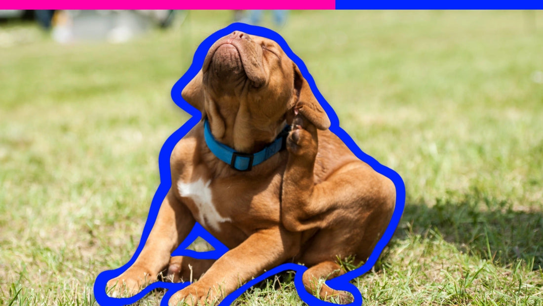 Why Is My Dog So Itchy? 5 Sneaky Triggers You’re Probably Overlooking