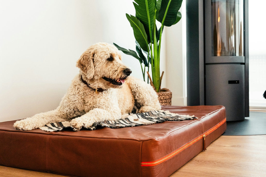 Winter Woes: How to Help Your Dog’s Joints Beat the Cold