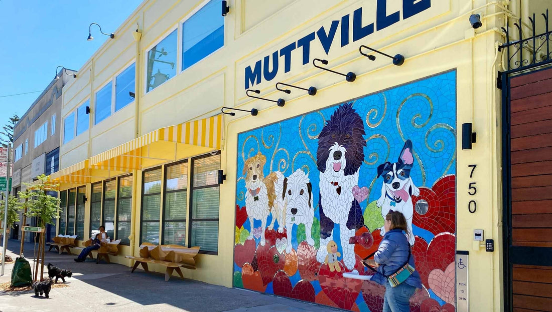 San Francisco Welcomes New Shelter Dedicated to Senior Dog Rescue
