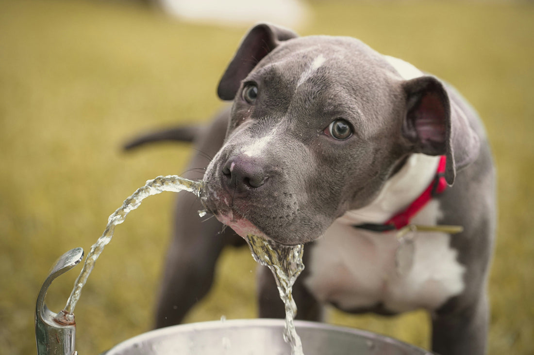 Thirsty Much? How Much Water Your Dog Actually Needs Each Day (and What Happens If They Don’t Get It)