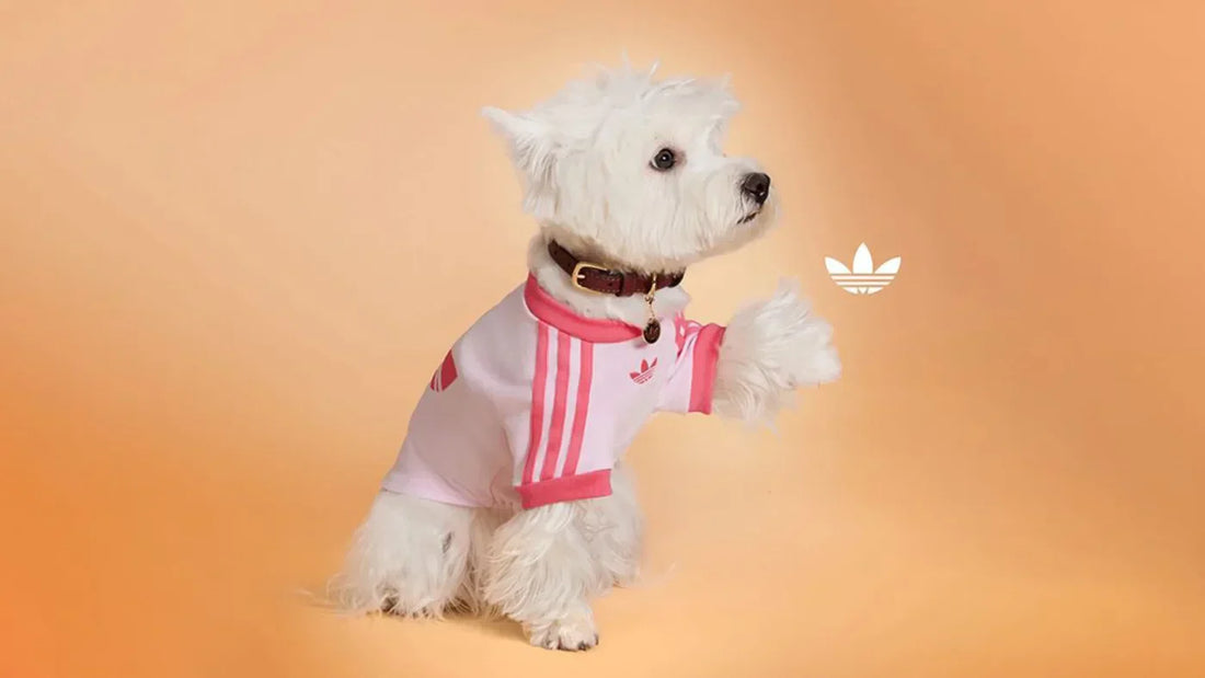 Adidas Just Dropped a Pet Collection — and Yes, There’s a Tracksuit