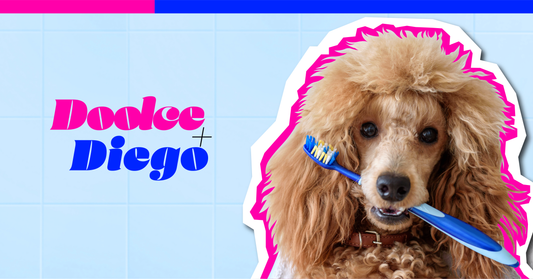 Pet Dental Health: Why Your Dog’s Teeth Matter More Than You Think