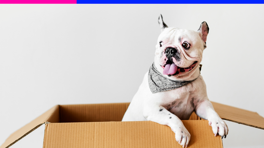 Moving with a Dog: Advice & Tips for a Stress-Free Transition