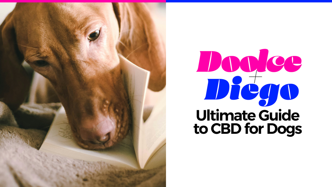 The Ultimate Guide to CBD for Dogs: Everything You Need To Know
