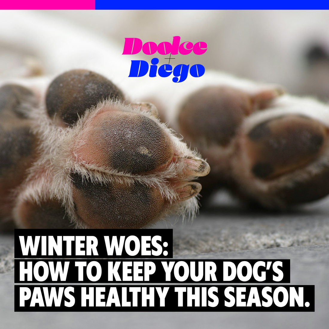 Winter Woes: How to Keep Your Dog’s Paws Healthy This Season