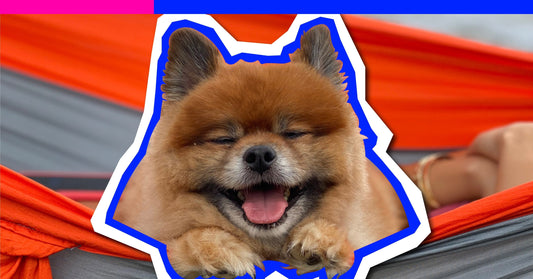 Moms of Dogs: Tara, Doji & Aika