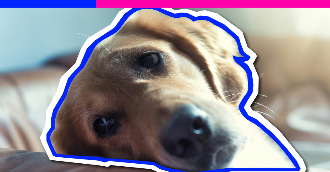 The Silent Epidemic: Dogs Are Dying from Boredom and Nobody's Talking About It